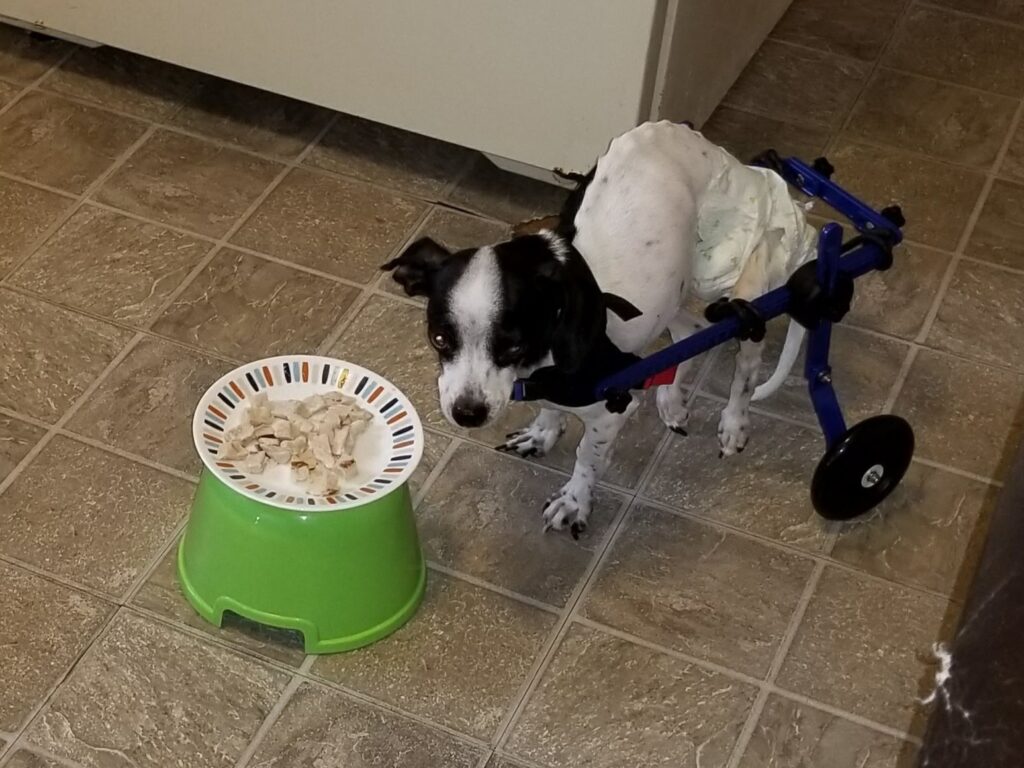 Sammy in his wheelchair eating from a raised bowl, showing a healing home for pets