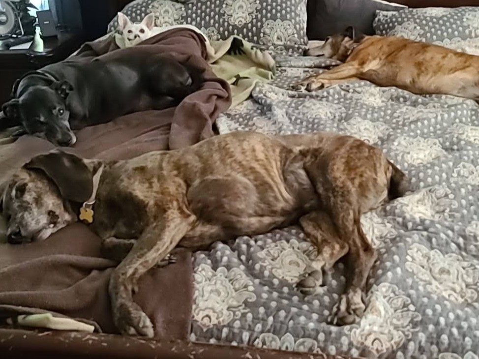 Four senior dogs, each with their own blanket, peacefully sleeping on a large bed with soft bedding and pillows, surrounded by natural light. The calm, cozy space reflects safety and deep rest.
