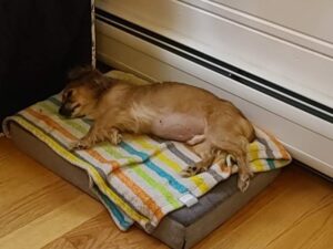 Senior dog resting comfortably on orthopedic bed as part of daily pet care tips