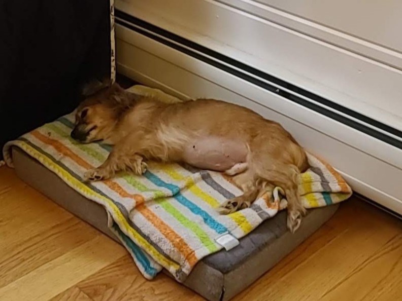 Senior dog resting comfortably on orthopedic bed as part of daily pet care tips