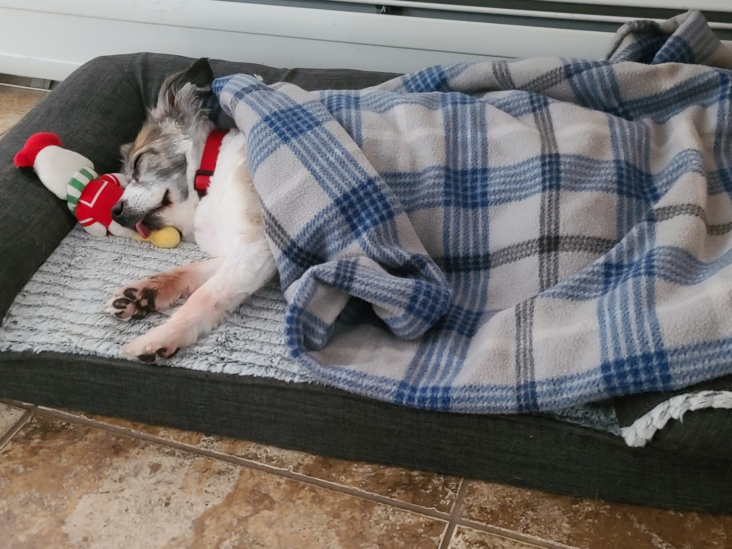 A senior dog curled up in a soft bed, showing the value of rest for healing pets during recovery.