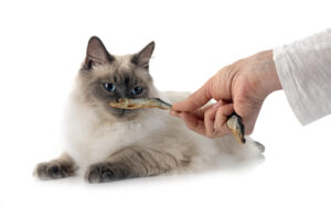 Cat considering a dried fish treat, symbolizing natural pet products and mindful choices in holistic pet care.