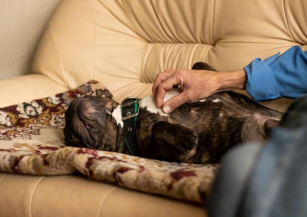 A Reiki session offering gentle support for grieving pets through quiet presence and energy healing.