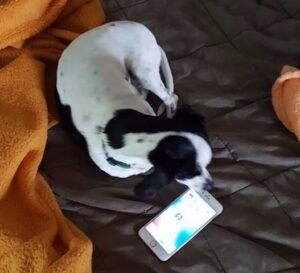 Contact Sammy’s Legacy – dog resting beside phone
