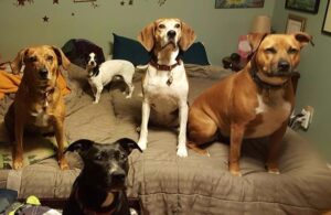Five calm rescue dogs resting on a bed, cared for by an anxious dog owner creating structure and trust