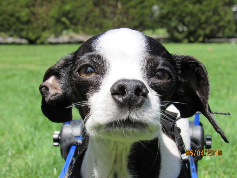 Sammy’s Legacy holistic pet care