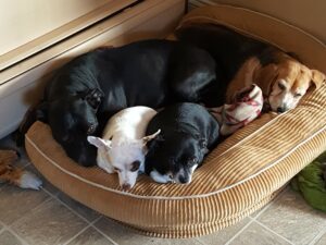 Four fearful rescue dogs resting together in a dog bed