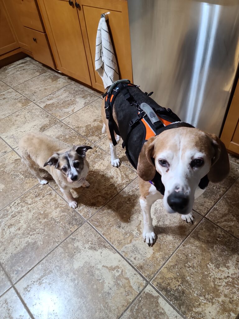 Everyday pet care routines– dogs supported with mobility aids and companionship