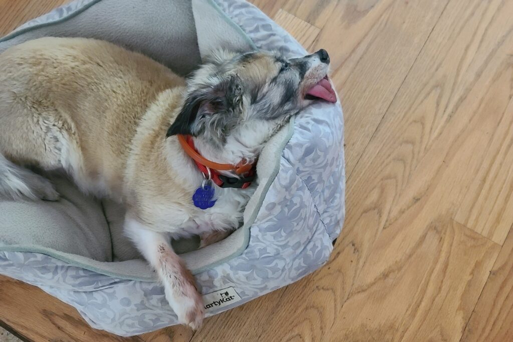 Dog lying calmly on bed next to routine items, showing predictable care for anxiety