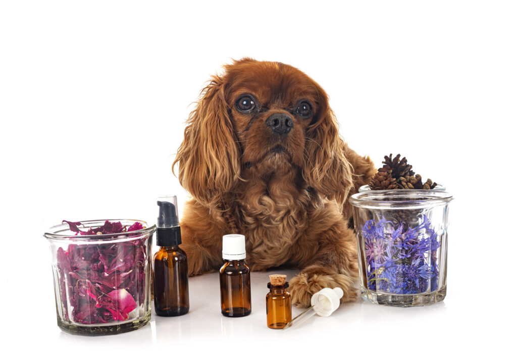 Dog with natural asthma support remedies