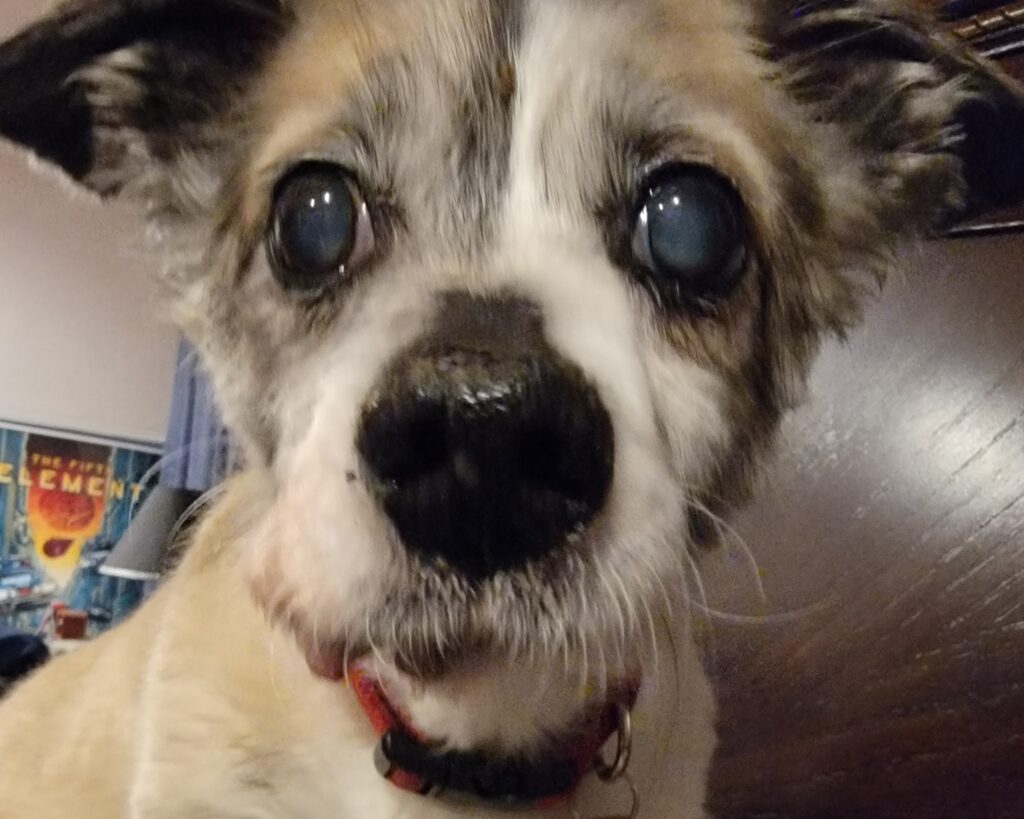 Senior pet care example: Alan the senior dog gazing calmly into the camera