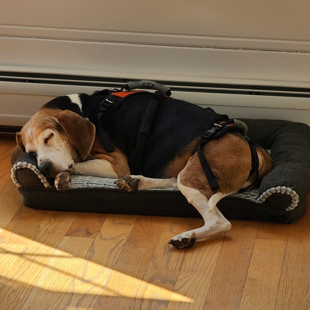 Foundational pet care – a senior dog resting peacefully in a sunlit room