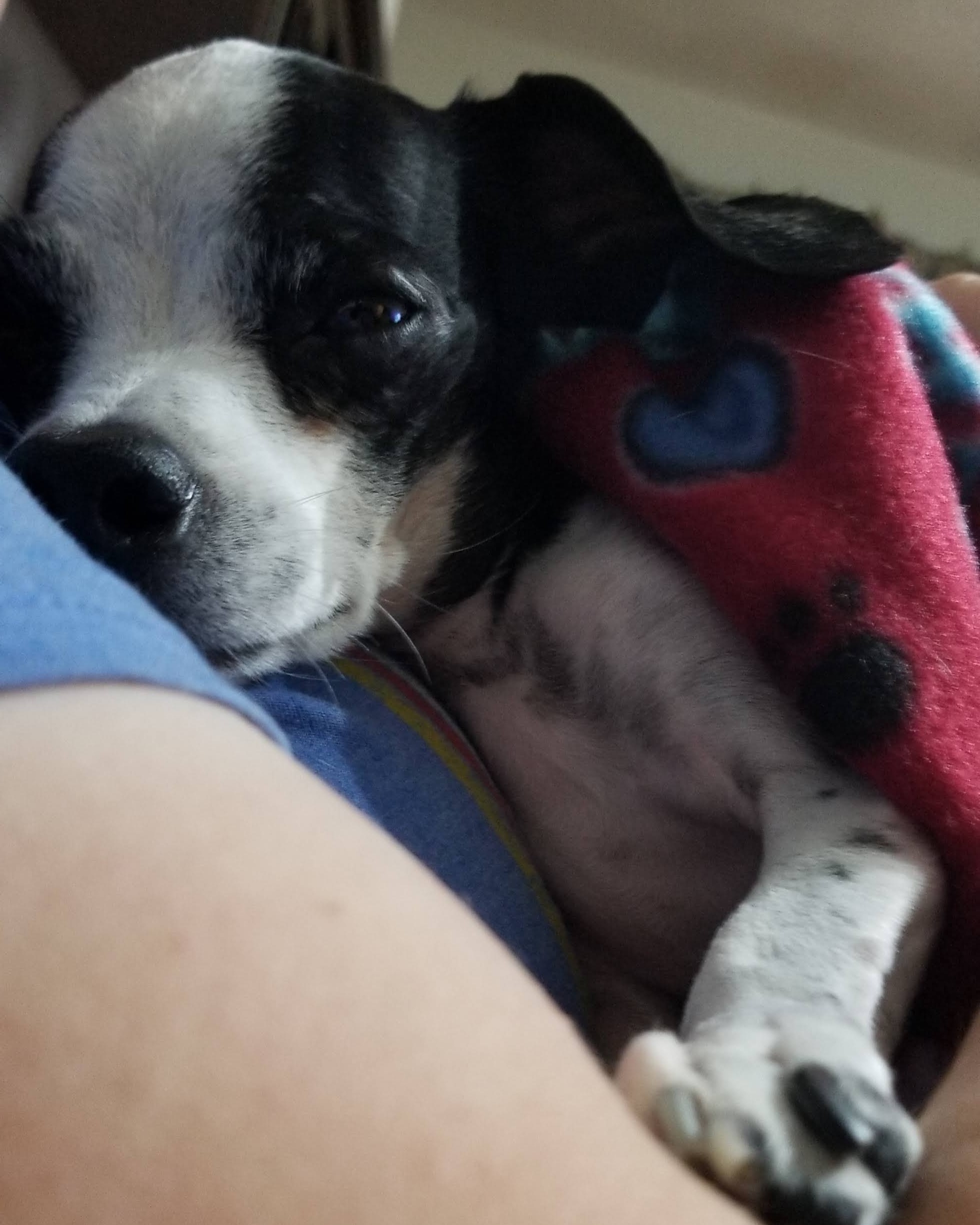 Rescue dog resting calmly after a consistent Nothing in Life Is Free dog training routine