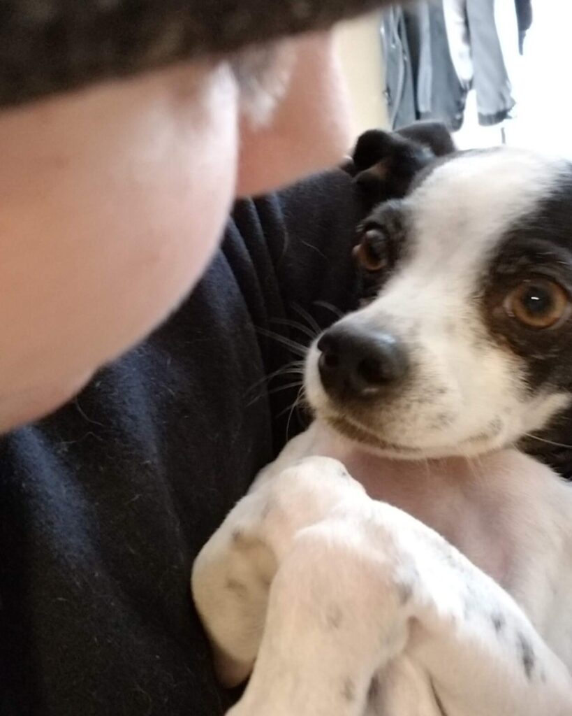 Emotional support for pets – building trust and calm through quiet connection