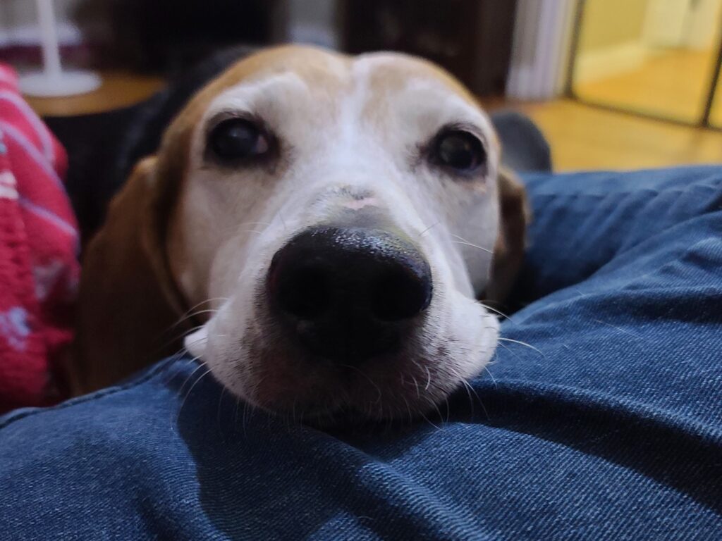 Rescue dog named Lady during early Jelly Bean dog training work