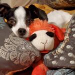 Sammy resting with lamb toy . Part of our vet visit checklist