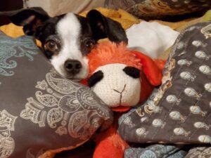 Sammy resting with lamb toy . Part of our vet visit checklist