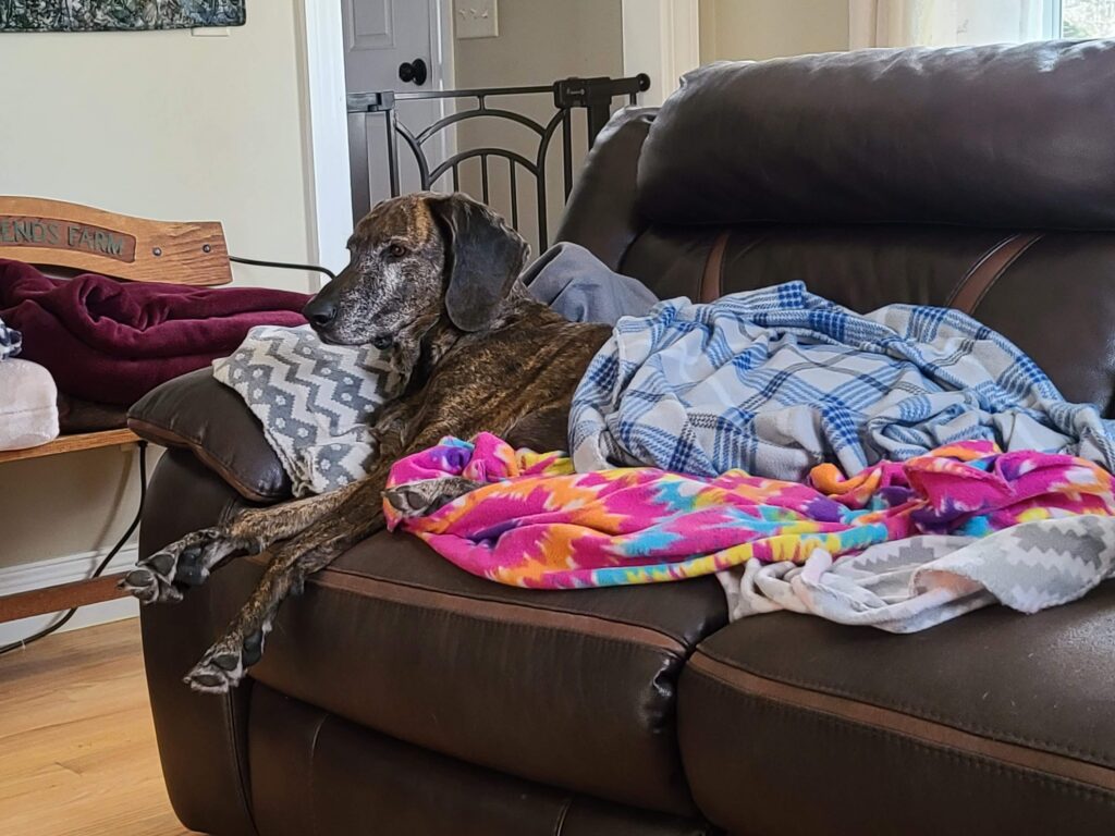Senior dog resting on couch with layered blankets, showing joint support through natural comfort and a peaceful home environment.