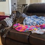 Senior dog resting on couch with layered blankets, showing joint support through natural comfort and a peaceful home environment.