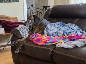 Senior dog resting on couch with layered blankets, showing joint support through natural comfort and a peaceful home environment.