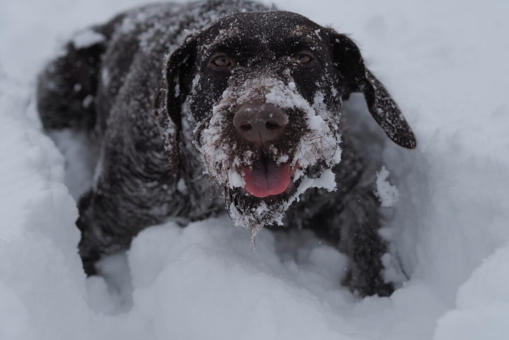 Dog lying in the snow with mouth open and paws buried, representing natural paw protection in winter.