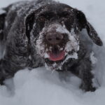 Dog lying in the snow with mouth open and paws buried, representing natural paw protection in winter.