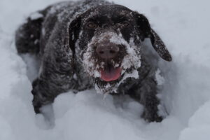 Dog lying in the snow with mouth open and paws buried, representing natural paw protection in winter.